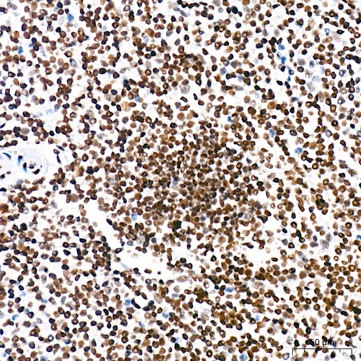 DNA Ligase I Antibody (0D6M4)