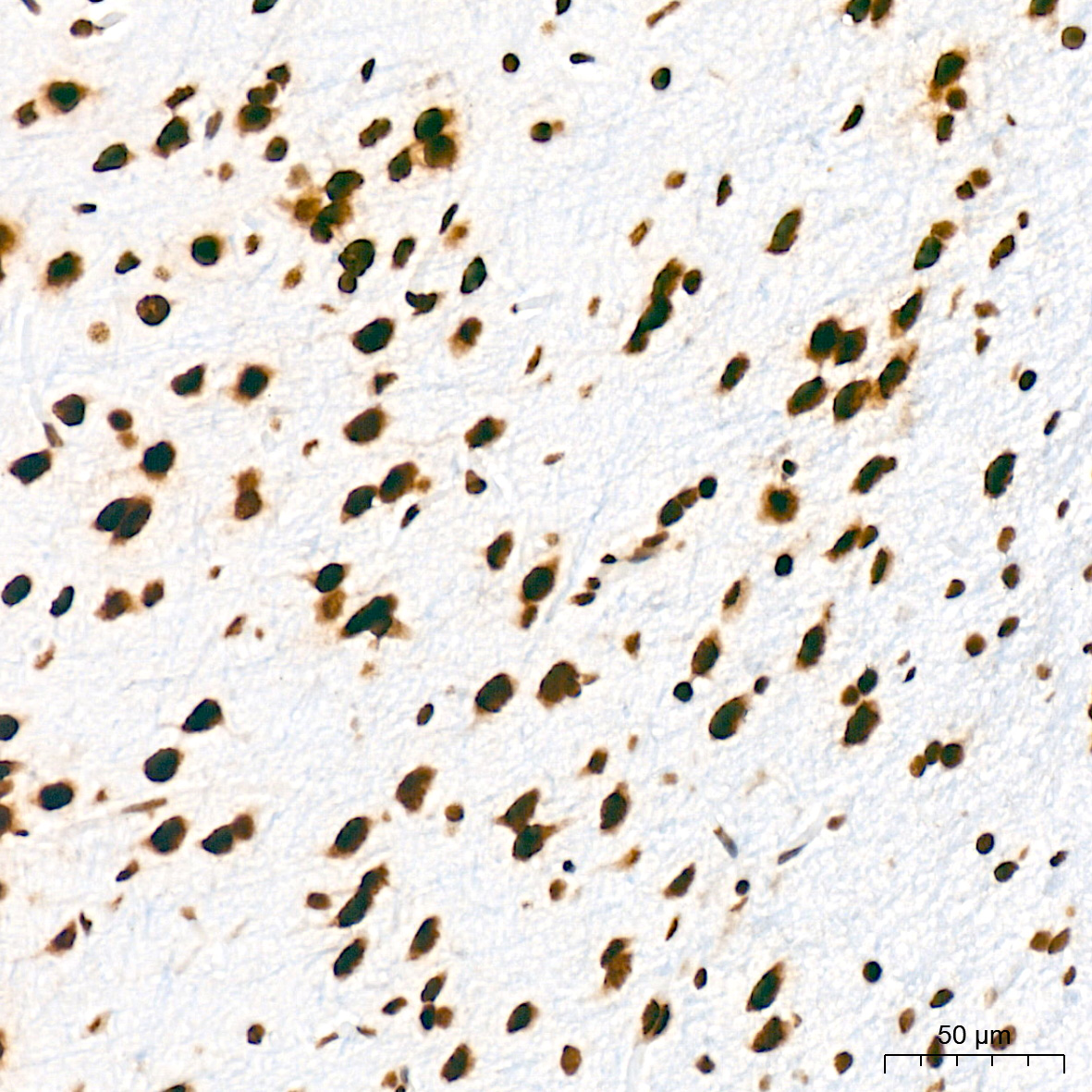 DNA Ligase I Antibody (0D6M4)