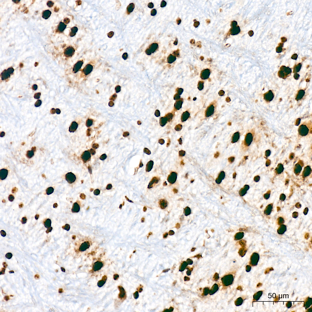 DNA Ligase I Antibody (0D6M4)