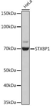 Syntaxin-BP1 Antibody (1N7U1)