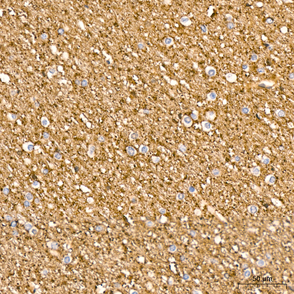 Syntaxin-BP1 Antibody (1N7U1)