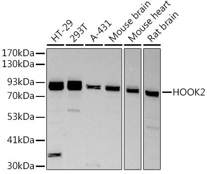 HOOK2 Antibody (8C9Q8)