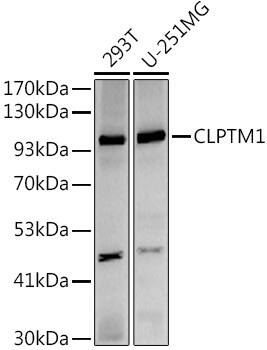 CLPTM1 Antibody (6R4R8)