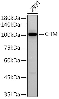 CHM Antibody (2F7W2)