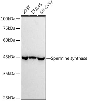 Spermine synthase Antibody (1U7C7)