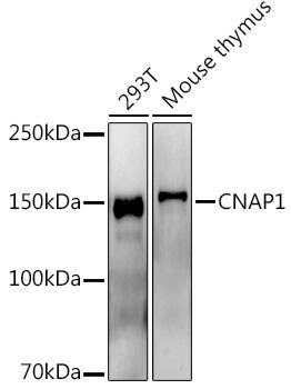 CNAP1 Antibody (5E0Q9)