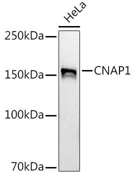 CNAP1 Antibody (5E0Q9)