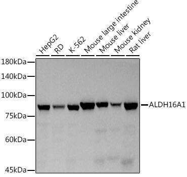 ALDH16A1 Antibody (7S1P3)