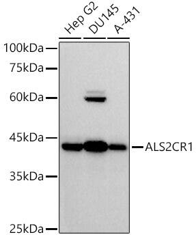 NIF3L1 Antibody (7R4J9)