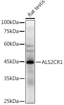 NIF3L1 Antibody (7R4J9)