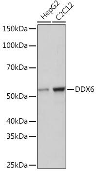 DDX6 Antibody (6F9I6)