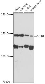 SAP155 Antibody (4A3G9)