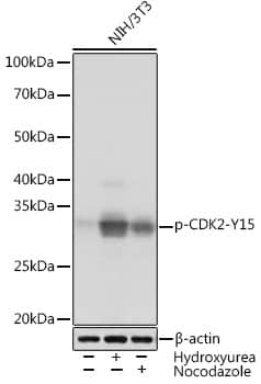 CDK2 [p Tyr15] Antibody (7Z5H5)