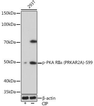 PKA R2 [p Ser99] Antibody (8K9F9)