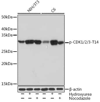 CDK1/2/3 [p Thr14] Antibody (4I9L3)