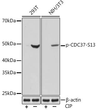 CDC37 [p Ser13] Antibody (5P8B2)