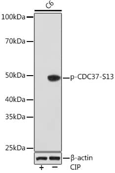 CDC37 [p Ser13] Antibody (5P8B2)