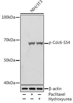 Cdc6 [p Ser54] Antibody (0K9Y2)