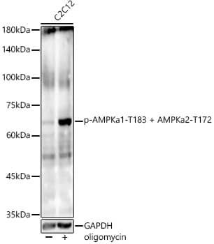 AMPK alpha 1/2 [p Thr172, p Thr183] Antibody (6U6K3)