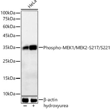 CDC2/CDK1 [p Tyr15] Antibody (6P7X9)