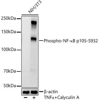 NFkB p105/p50 [p Ser932] Antibody (8B9G6)