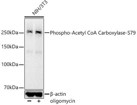 Acetyl-CoA Carboxylase [p Ser79] Antibody (3P2E4)