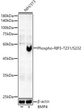 Smad5 [p Ser465] Antibody (2Q7T2)