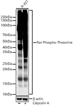 Phosphothreonine Antibody (6K2H0)