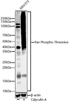 Phosphothreonine Antibody (6K2H0)