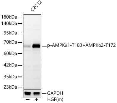 AMPK alpha 1/2 [p Thr172, p Thr183] Antibody (2O0P9)