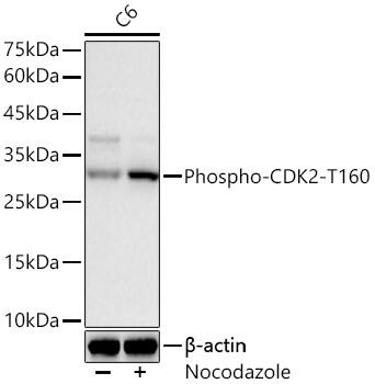 CDK2 [p Thr160] Antibody (ARC57166)