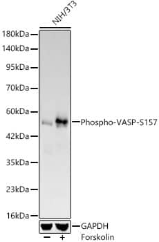 VASP [p Ser157] Antibody (8V8I0)