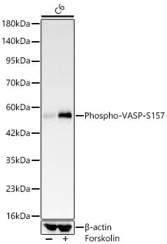 VASP [p Ser157] Antibody (8V8I0)