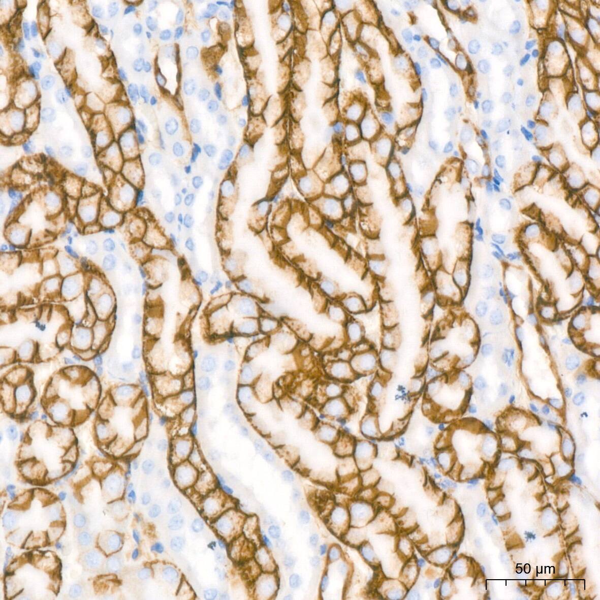 Aquaporin-4 Antibody (5A4W4)