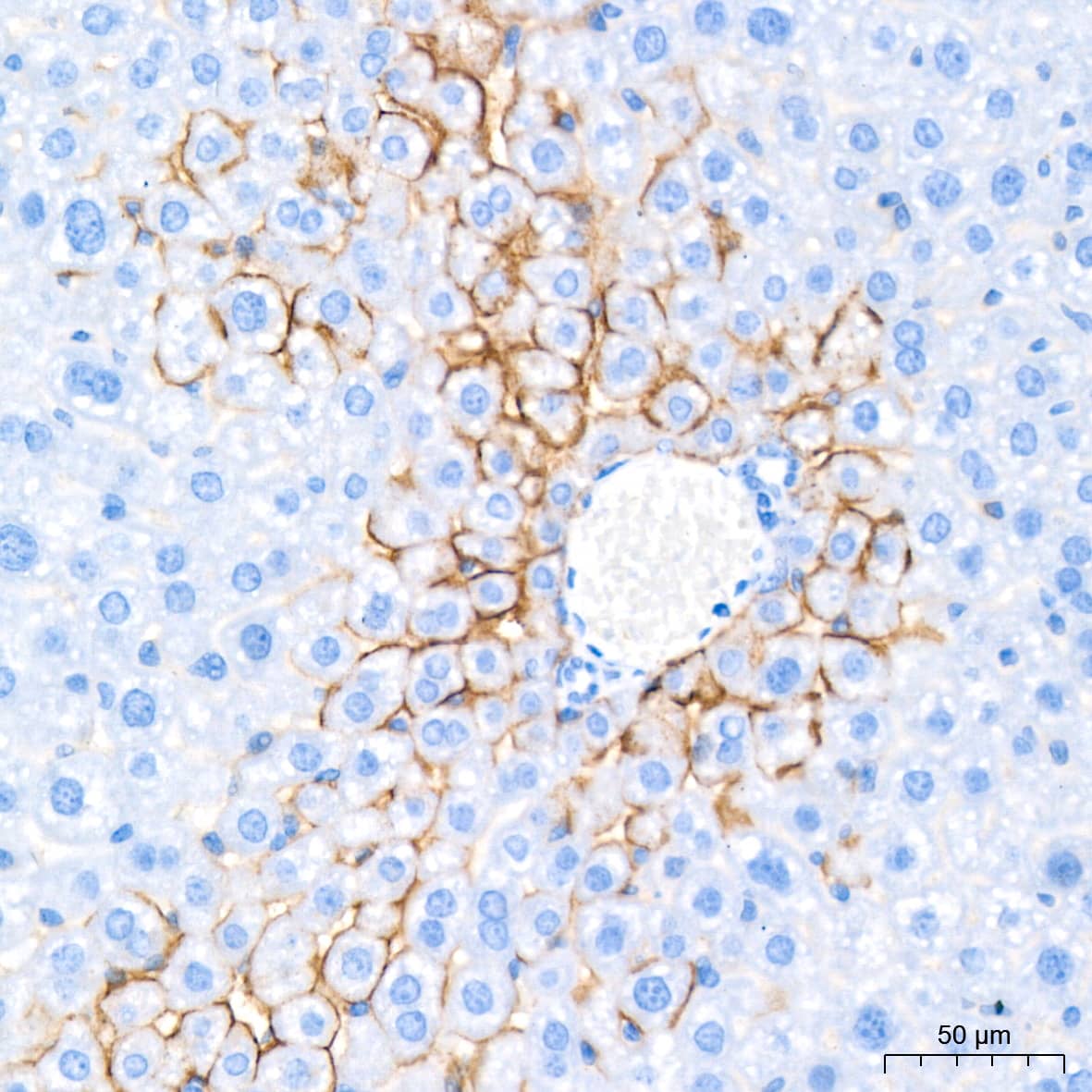 Aquaporin-4 Antibody (5A4W4)