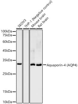 Aquaporin-4 Antibody (5A4W4)