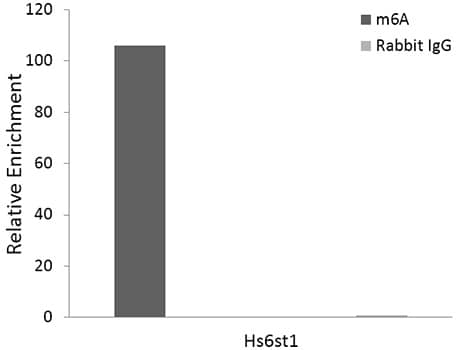 N6-methyladenosine (m6A) Antibody (6S5W2)