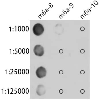 N6-methyladenosine (m6A) Antibody (6S5W2)
