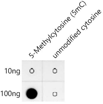 5-MethylCytosine Antibody (10S5V10)