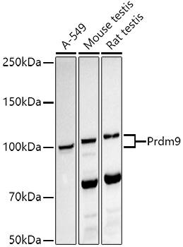 PRDM9 Antibody (1H9Z1)