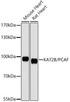 PCAF Antibody