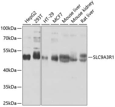 NHERF-1 Antibody