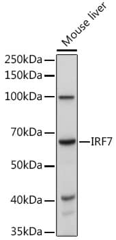 IRF7 Antibody