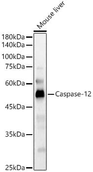 Caspase-12 Antibody