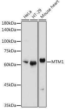 Myotubularin Antibody