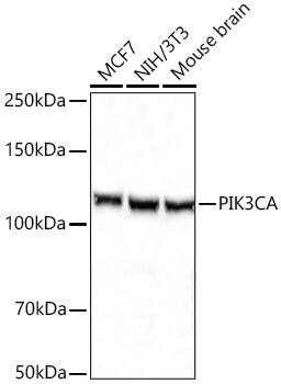 PIK3CA Antibody