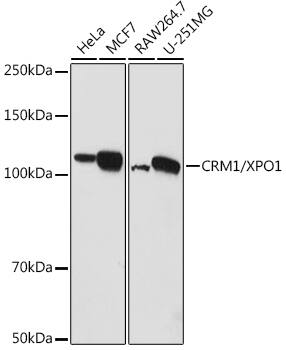 CRM1 Antibody