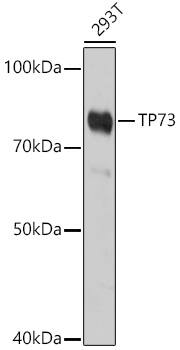 p73 Antibody