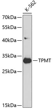 TPMT Antibody