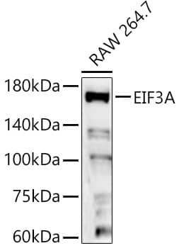 EIF3A Antibody